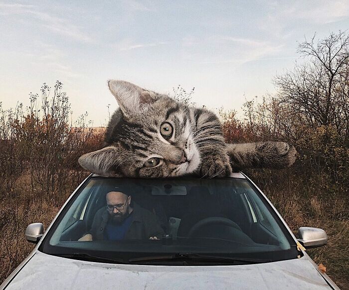 Pawsitively Epic: Russian Artist Envisions A Giant Feline World In New Series ( New Pics)