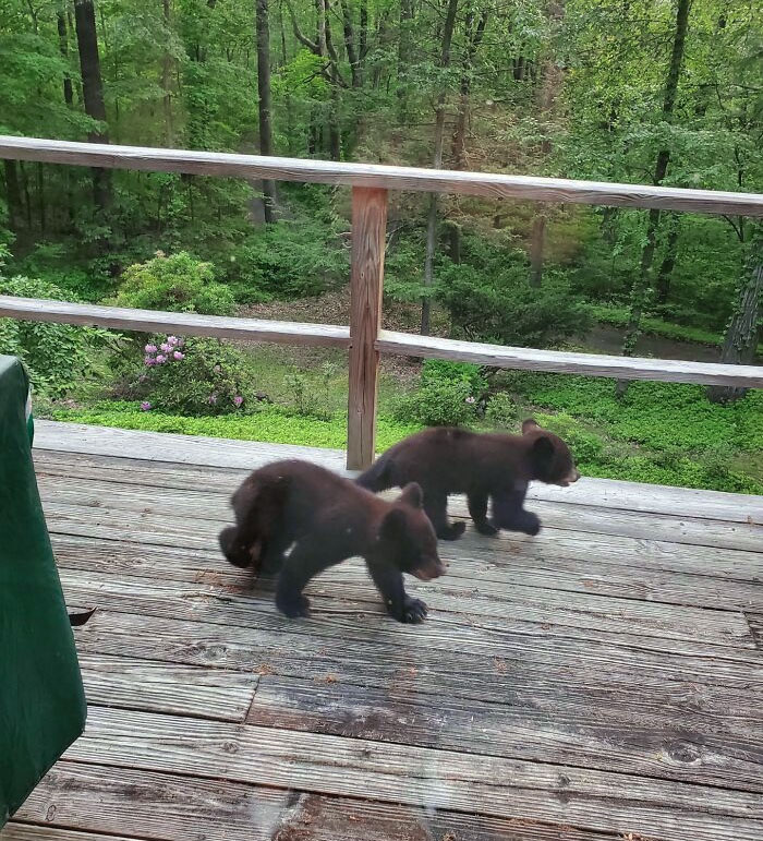 Two Bear Cubs On My Grandparent's Deck