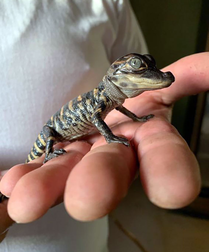 This Is What A Newborn Alligator Looks Like