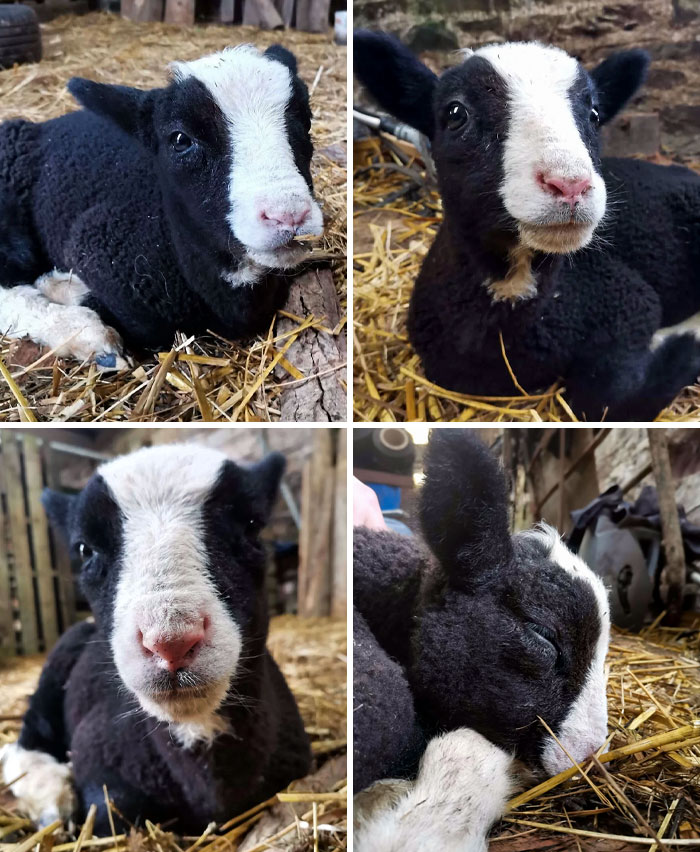 My New Lamb, Blackberry. He Is Such A Sweetie, I Love Him