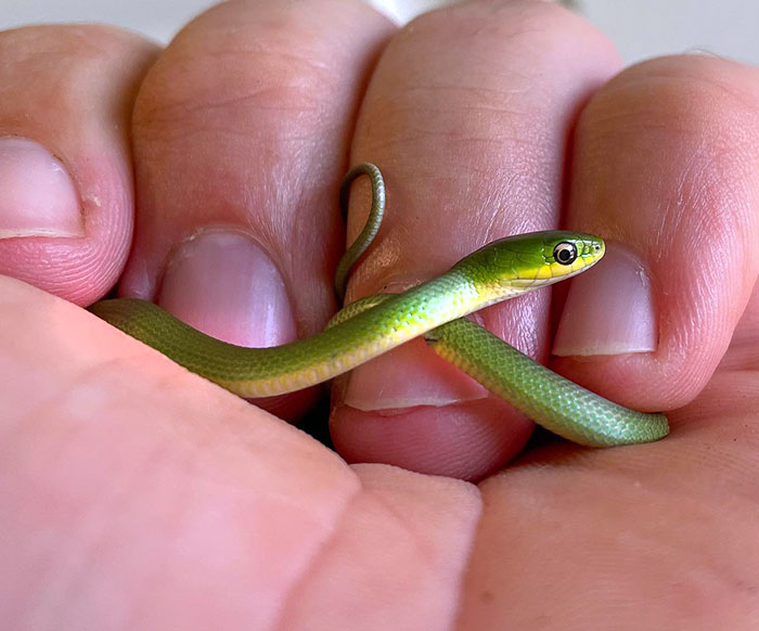 One Of The Louisiana Rough Greensnakes That Hatched Here A Few Days Ago