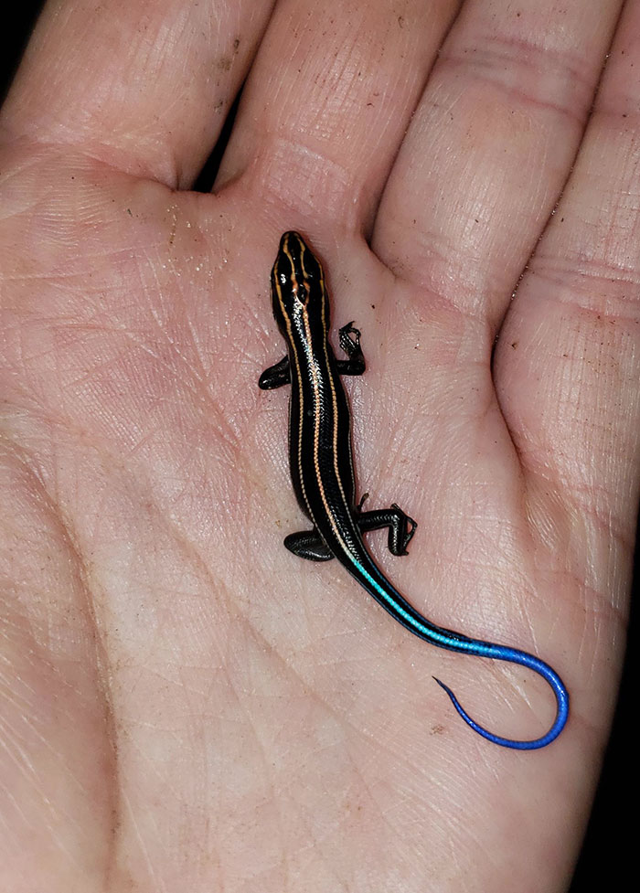 I Found Baby Five-Lined Skink. It's So Tiny