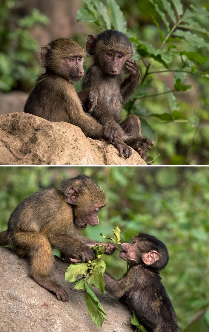 Babies Playing With Each Other