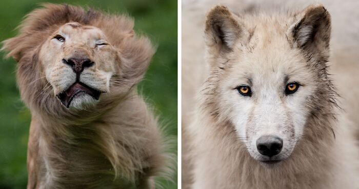 30 Captivating Animal Photographs Documenting My Year Behind The Camera