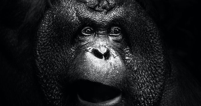 13 Captivating Animal Photos I Captured At The Zoo (New Pics)