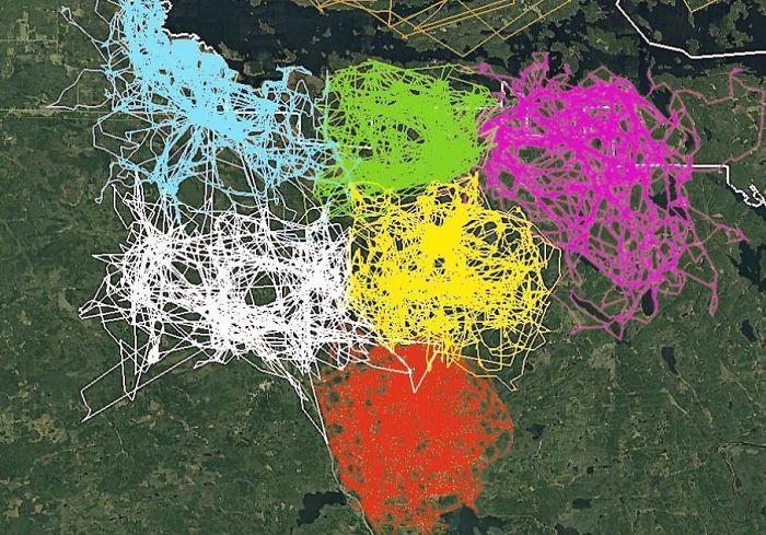 Rastreo por GPS de varios lobos de 6 manadas distintas en el Parque Nacional Voyageurs. Se evitan.