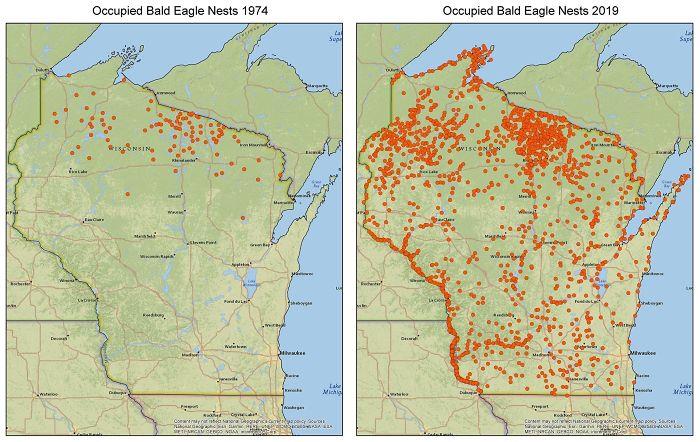 Nidos ocupados de águila calva en Wisconsin, 1974 VS 2019. Ha aumentado gracias a que ahora el agua está más limpia