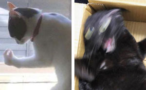 50 Times People Captured Their Cats Losing Their Single Brain Cell (Best Pics)