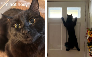 45 Owners Share Hilarious Photos Of Their Pets Being Nosy