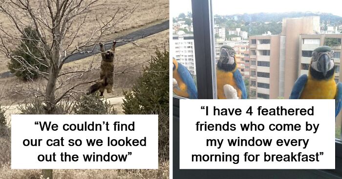 59 Mildly Interesting Things People Saw Through A Window And Just Had To Share