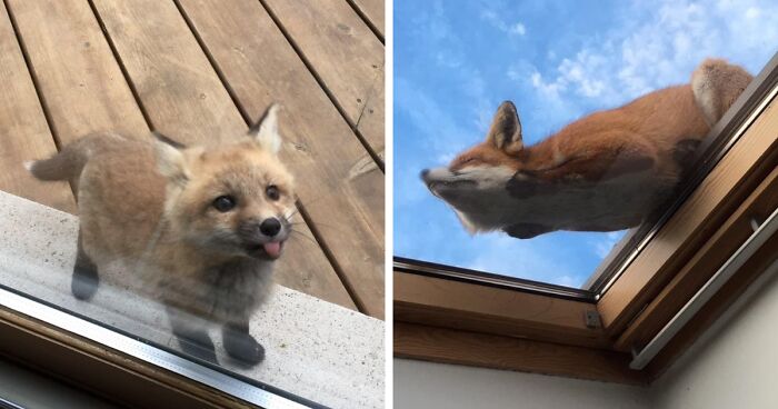 59 Times People Spotted A ‘Mildly Interesting’ View From Their Window And Just Had To Document It