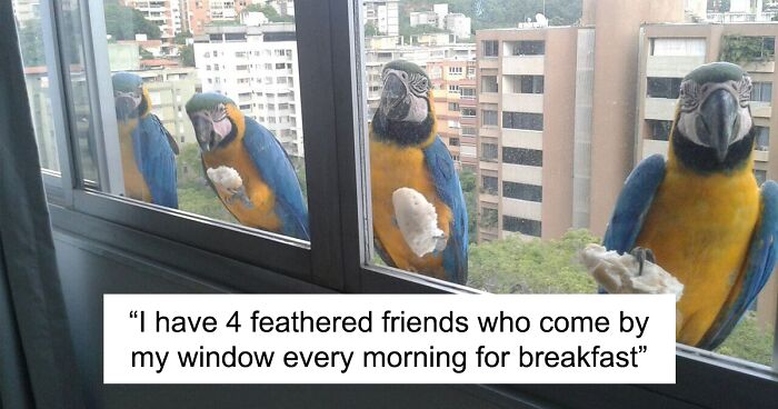 59 Times People Spotted Such An Amazing Thing Through Their Window, They Just Had To Snap A Pic