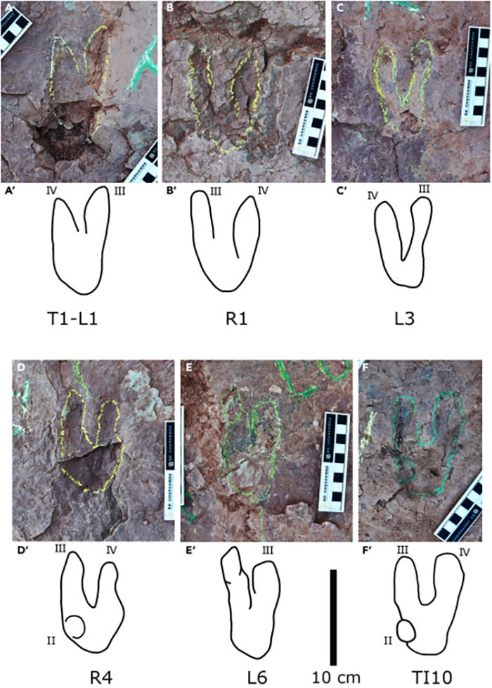 Scientists “Flabbergasted” By Recent Raptor Discovery In China