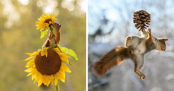 20 Charming Squirrel Moments With Props By Geert Weggen