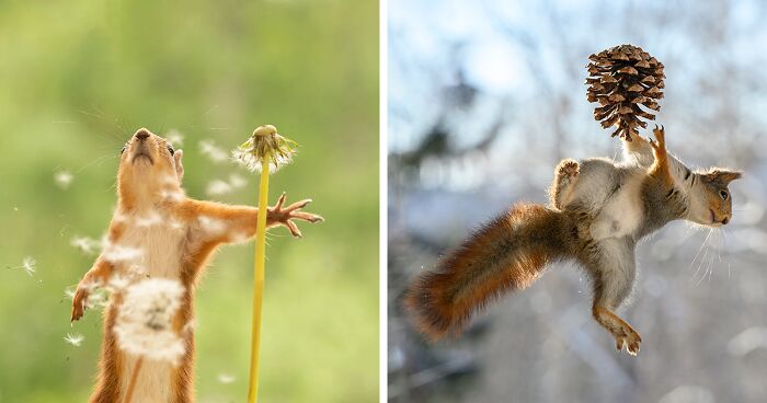 Photographer Takes Playful Pictures Of Squirrels Interacting With Props (20 Pics)