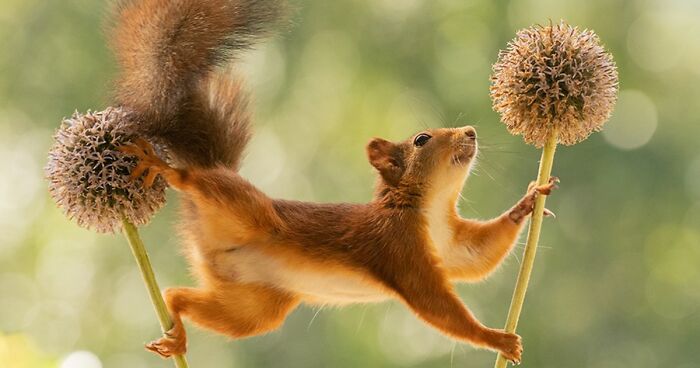 20 Pics Of Squirrels Interacting With Props And Engaging In Human-Like Activities By Geert Weggen