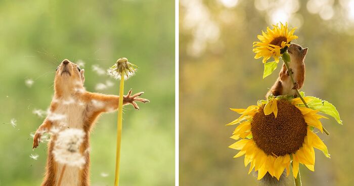 Squirrel Shenanigans: 20 Pics Of Our Furry Friends Interacting With Props By Geert Weggen