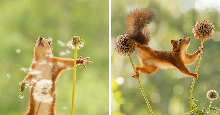 Furry Friends And Props: 20 Playful Squirrel Encounters By Geert Weggen