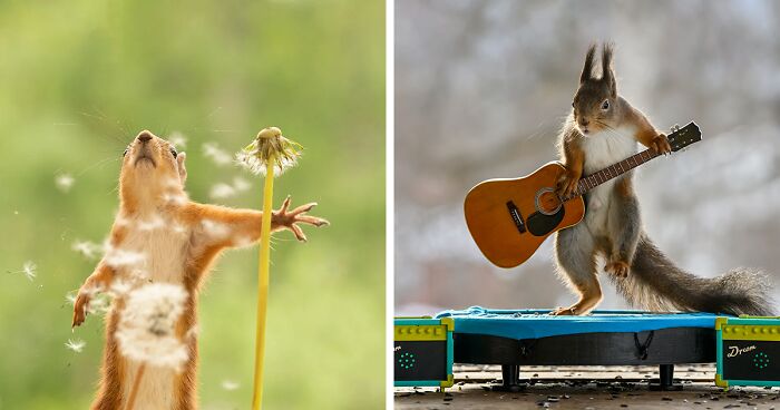 20 Playful Squirrel Snaps By Geert Weggen