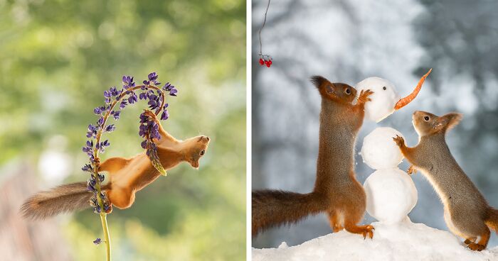 20 Pics Of Squirrels Interacting With Props And Engaging In Human-Like Activities By Geert Weggen