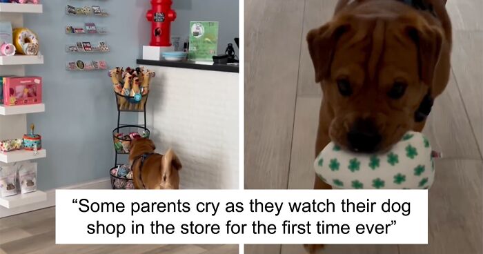 Reactive Dogs Are Now Able To Go On A Shopping Spree Thanks To Kind Pet Store Owner