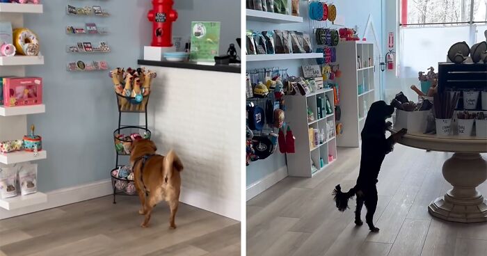 Misunderstood Doggies Can Finally Shop In Peace At This Pet Store