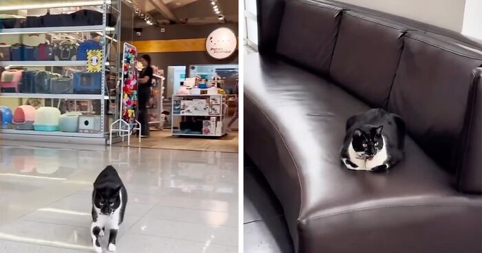 Pet Shop Rescues Stray Cat And Gives Her The Best Life At The Mall