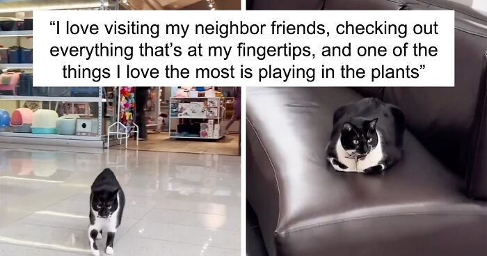 Pet Shop Rescues Stray Cat And Gives Her The Best Life At The Mall