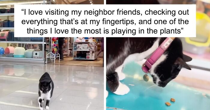 Pet Shop Rescues Stray Cat And Gives Her The Best Life At The Mall