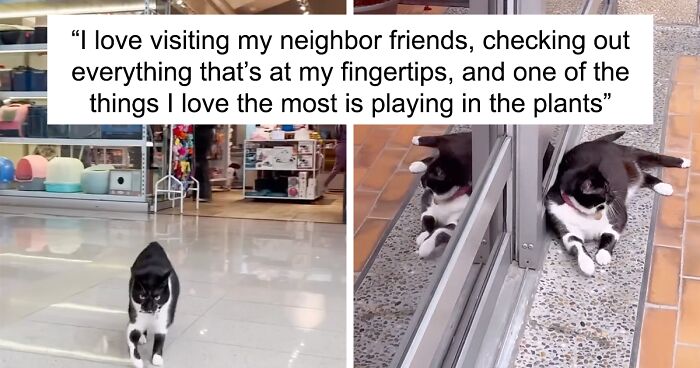 “She Loves To Shop”: Rescue Cat Living At A Mall Brings Joy To Shoppers And Employees