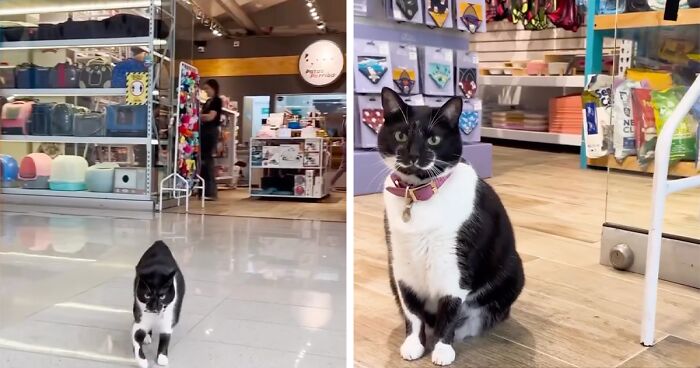 Shoppers Flock To The Mall For A Chance To Meet A Purr-fect Employee