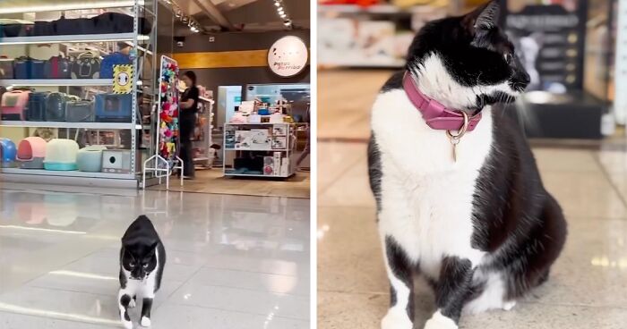 Former Street Cat Is Given Free Rein Around A Giant Shopping Center