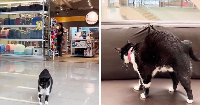 Pet Shop Rescues Stray Cat And Gives Her The Best Life At The Mall