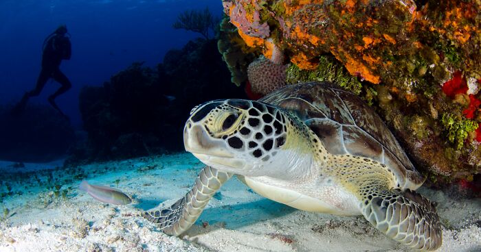 Scientists Tag Turtles To Collect Information And To Better Protect Them