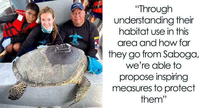 Callie Veelenturf And Her Team Are Tagging Turtles To Find Out How To Best Protect Them