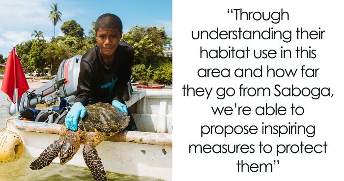 Turtle Tagging Is Making An Important Contribution To Protect Vulnerable Marine Species