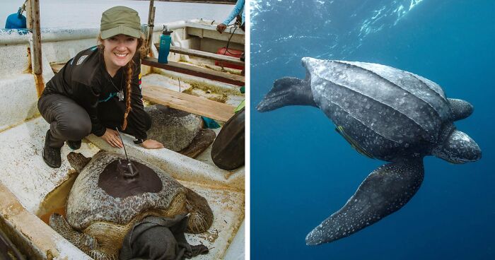 Turtle Tagging Is Making An Important Contribution To Protect Vulnerable Marine Species