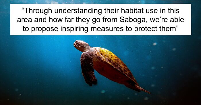 Turtle Tagging Is Making An Important Contribution To Protect Vulnerable Marine Species