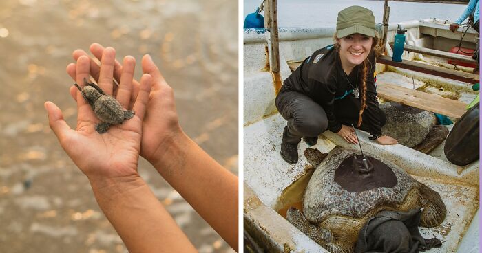 Turtle Tagging Is Making An Important Contribution To Protect Vulnerable Marine Species