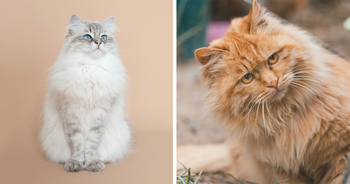 Why Is My Cat Shedding So Much? Causes Explained By A Vet 