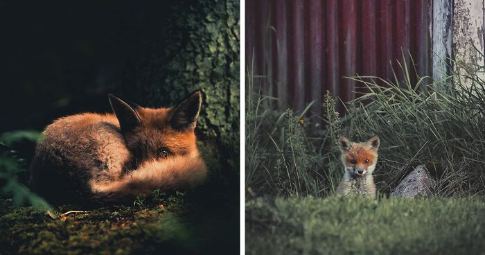 80 Dreamlike Wildlife Photos Captured By This Finnish Photographer (New Pics)