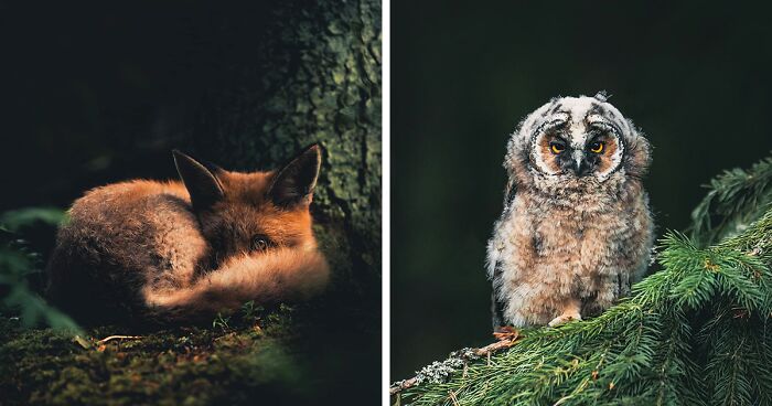 80 Magical Photos Of Animals Living In The Forests Of Finland By Joachim Munter (New Pics)