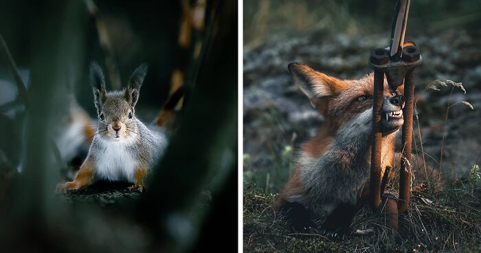 80 Stunning Photos That Might Make You Feel Like You're Stepping Into The Wild (New Pics)