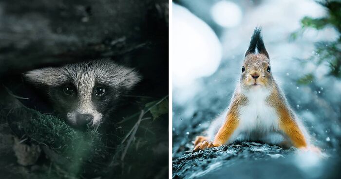 Photographer Captured 30 New Photos That Might Make You Feel Like You're Stepping Into The Wild