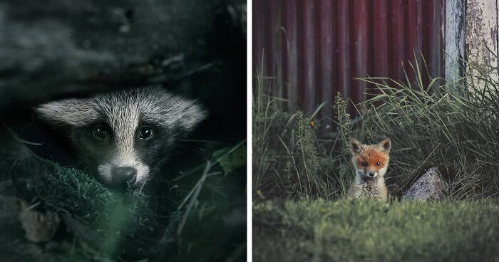 80 Dreamlike Shots Of Finnish Forest Animals By This Photographer (New Pics)