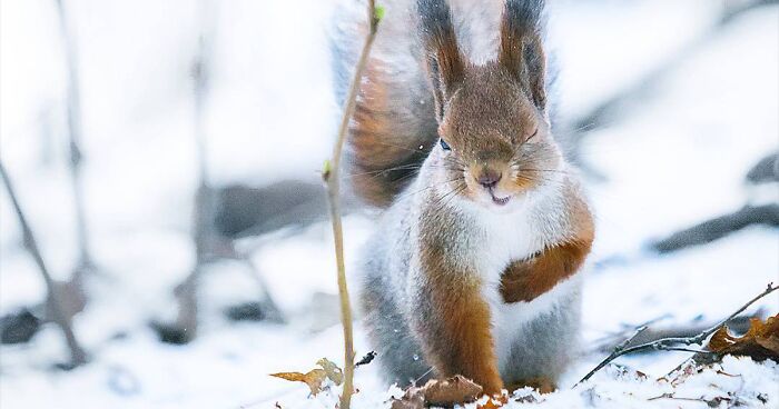 80 Photos Featuring Finnish Wild Animals ‘Posing’ Like They’re Professional Models (New Pics)