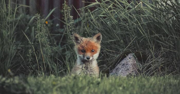 Photographer Captured 80 New Photos That Might Make You Feel Like You're Stepping Into The Wild