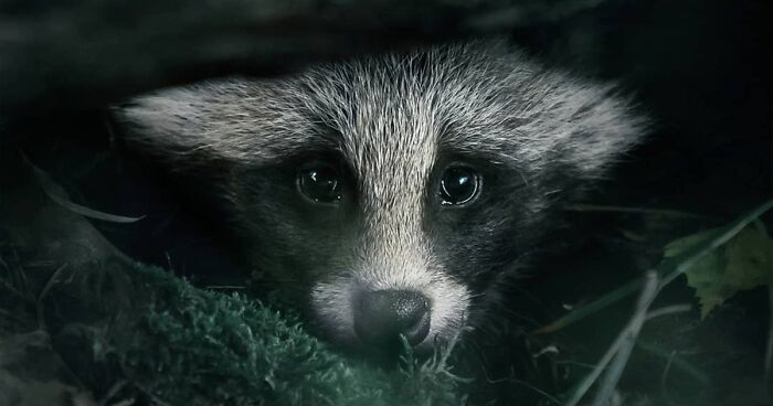 This Photographer Captured 80 New Portraits Of Forest Animals In Finland