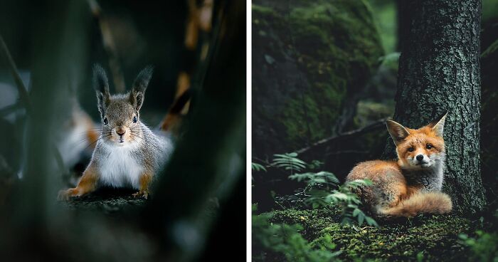 Photographer Shoots Finnish Forest Animals Like They’re Professional Models (80 New Pics)