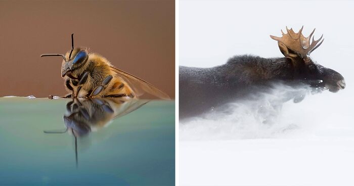 80 Incredible Wildlife Shots By The Photographer Joe Neely